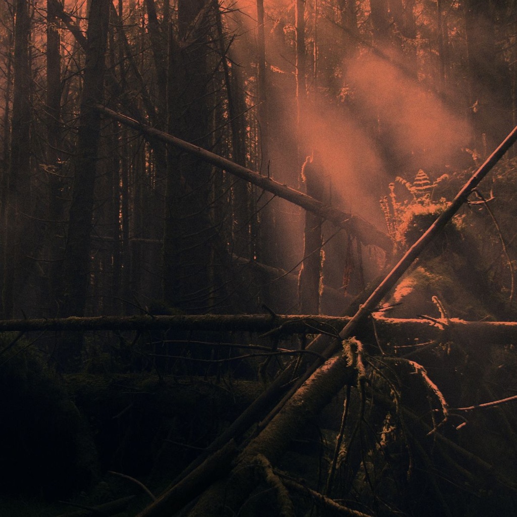 Roly Porter - Kistvaen - 1CD