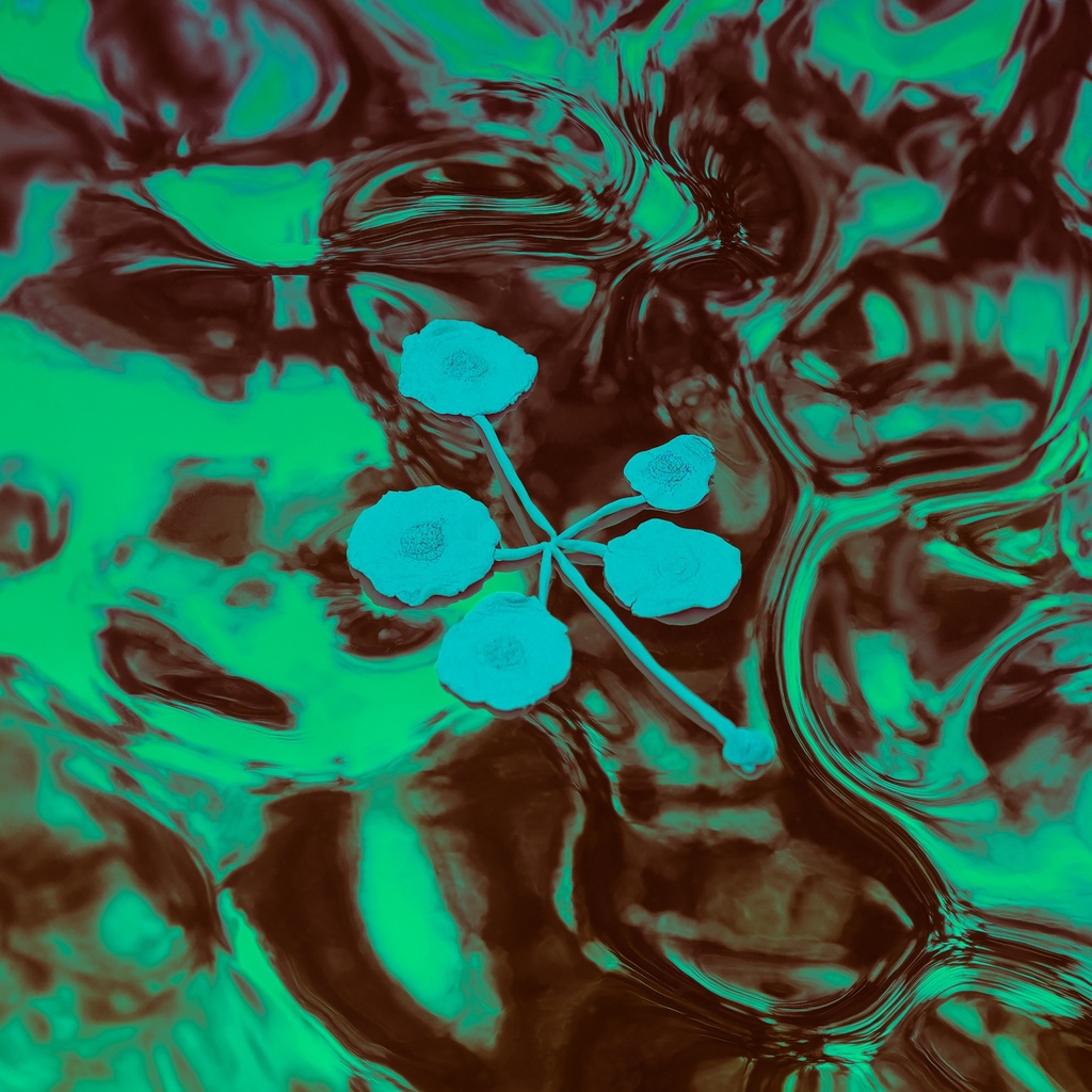 Icarus - An Ever-Growing Meridional Entertainment Transgression At The Edge Of The Multiverse - LP