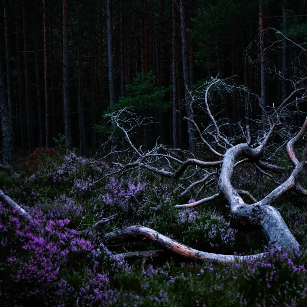 Aho Ssan & Resina - Ego Death - 1LP