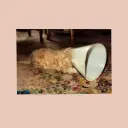 Langkamer - No - 1LP