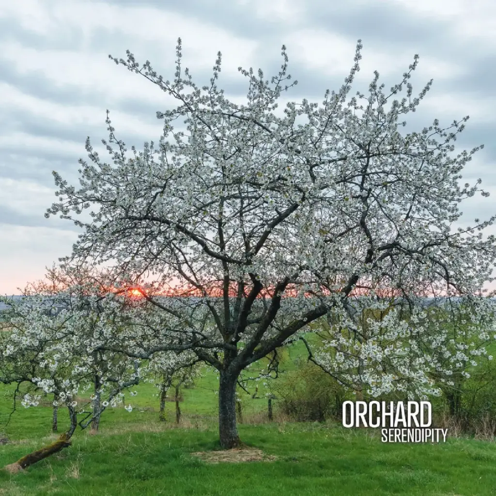 [MT08LP] Serendipity - Orchard - 2LP